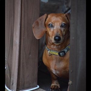 Meet your Posher, Kelly